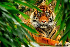 What lies ahead for Chinese equities in the Year of the Tiger?
