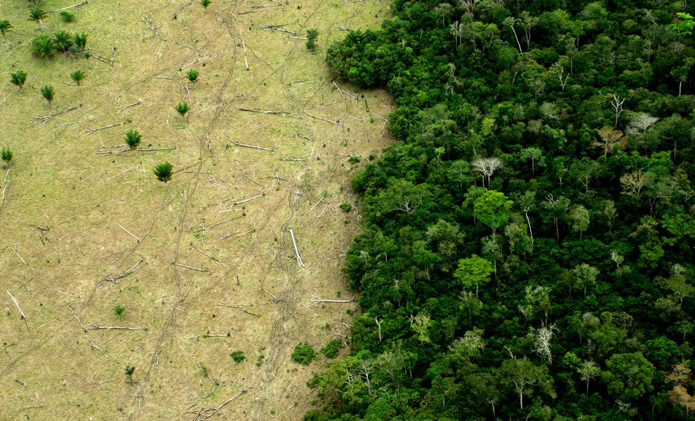 Déforestation : l'arbre qui cache la forêt